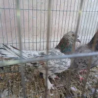 کبوتر سرور  کله دم سبز  پاکستانی پرشی