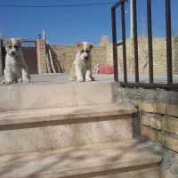 واگذاری جفت توله الابای