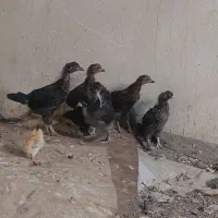 جوجه لاری