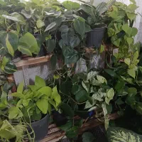 گلفروشی مطهره در خدمت شما