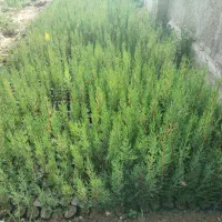 سرو شیرازی