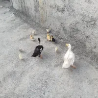 ارک و جوجه محلی