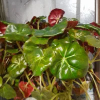گل بگونیای پشت برگ قرمز
