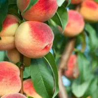 نهالستان و نهال فروشی ایران نهال سجاد همراهی