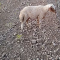 شک جوان