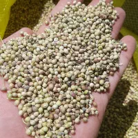 خریدار گشنیز
