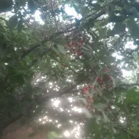 آلبالو