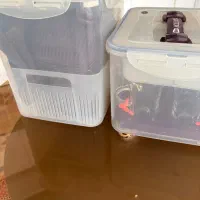 ظروف مسافرتی لیمون