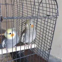 یک‌ جفت‌ عروس‌ هلند‌ مولد