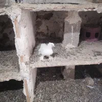 کفتر دم چتری نر