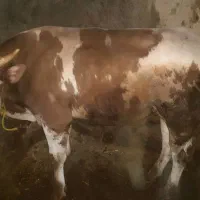 گوساله سیمینتال
