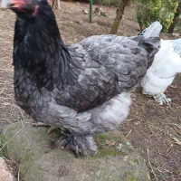 مرغ و خروس برهما
