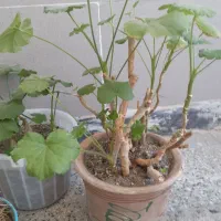 گلهای طبیعی