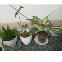 گل طبیعی