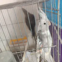 یک جفت عروس هلندی