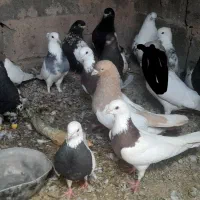 کبوتر