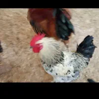 مرغ خروس