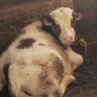 گوساله سمینتال نر