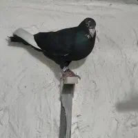 نر پلنگ شکار فقط معاوضه