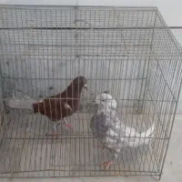 کفتر|پرنده|قهدریجان, |دیوار