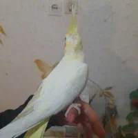 عروس هلندی دستی