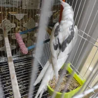 عروس هلندی نر دوکت سخنگو 12کلمه حرف میزنه