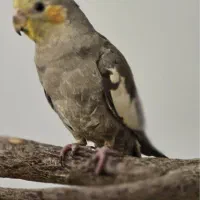 عروس هلندی