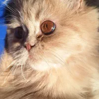 گربه|گربه|قم, باغ شریفی|دیوار