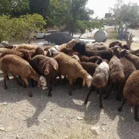 الو دام گوسفند زنده با ۲۰ سال سابقه در کرج