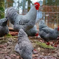 فروش ۲ عدد خروس نژاد دار پلیموت راک