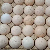 تخم بقلمون نطفه دار