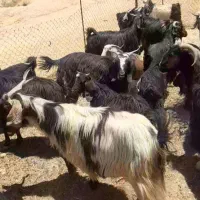 بز داشتی چاق  درجه یک