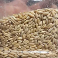 گندم بوجاری شده