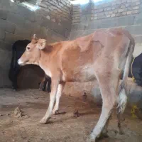 گوساله‌‌خوشکل‌وقیمت‌الی