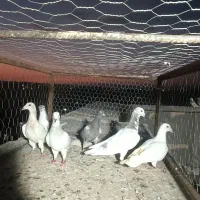 کبوتر پرشی
