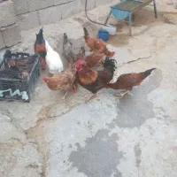 فروش خروس