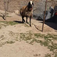 شیشک قوچ اصیل شالی