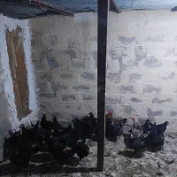 خروس سیاه