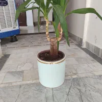 گل یوکا تنه دار