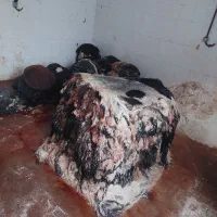 پوست کشتارگاهی