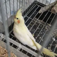 جفت عروس لوتینو با ۴ جوجه