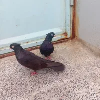سیاه اصیل