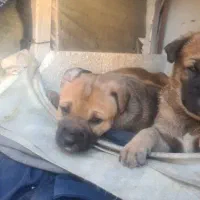 سگ آمریکن پیت بول