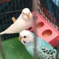 ۲ عدد مرغ عشق