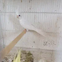 عروس سه ماهه معاوضه بامرع عشق