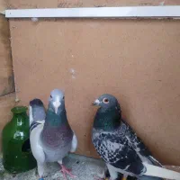 کفتر|پرنده|صفادشت, |دیوار