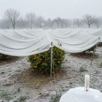 سرمازدگی کاور و فوم انجیر پسته پرتقال انگورکشاورزی