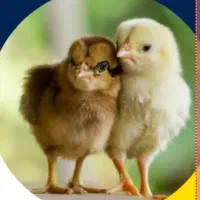 جوجه یک روزه