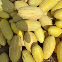 خربزه گاوی
