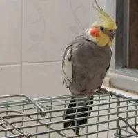 گمشده